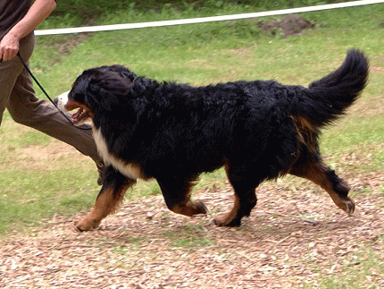 at the age of 19 month Hilton got his first BOB (best of breed)